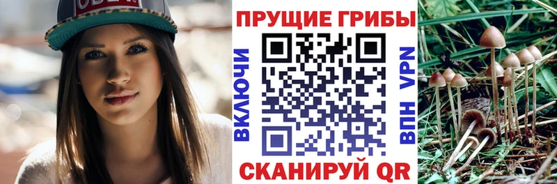 где купить наркоту  Горячий Ключ  Псилоцибиновые грибы прущие грибы 